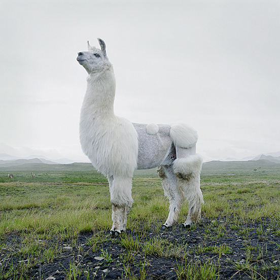 Simen Johan