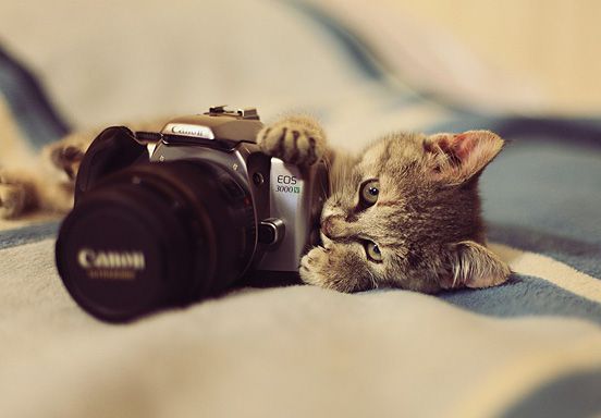 Photo Cat