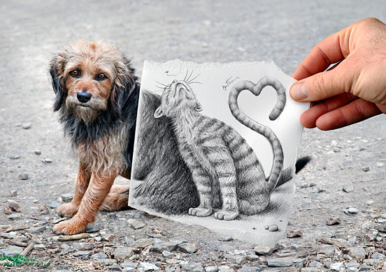 Dog and Cat