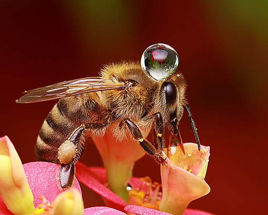 Drop on Bee