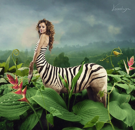 Zebra