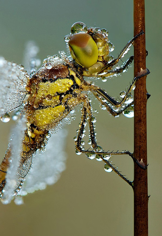 Darter Closeup