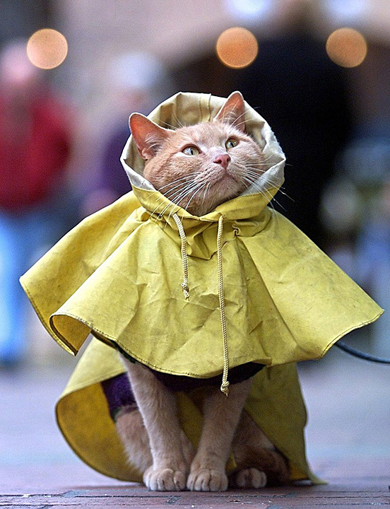 Kitty Coat