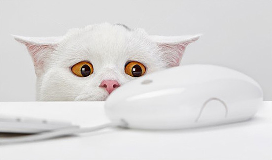 It’s That Mouse ?