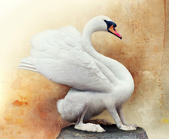 Mute Swanhare