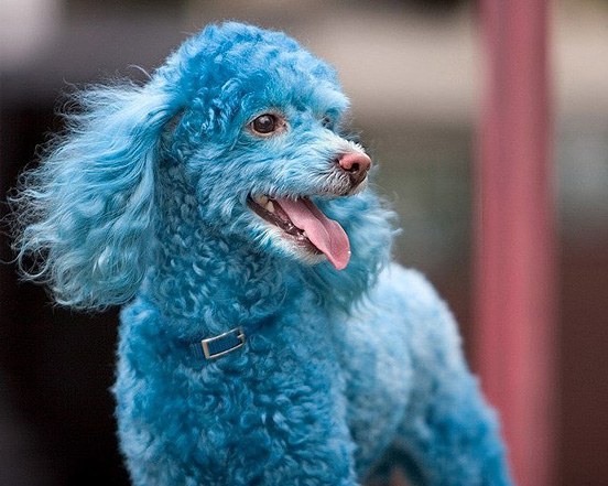 Blue Poodle