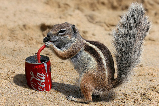 Coca Cola