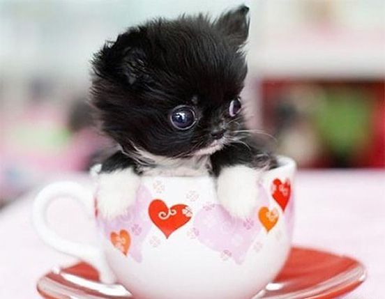 Teacup Puppy