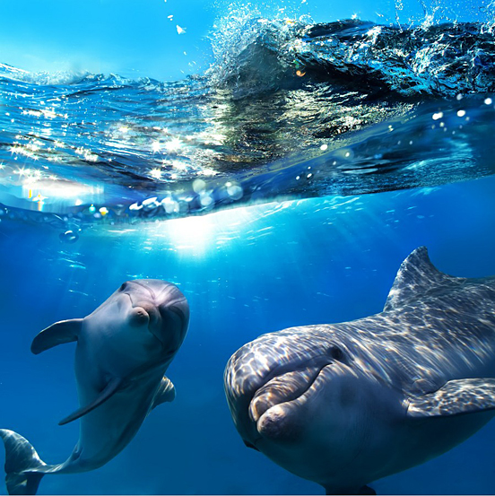 Dolphin