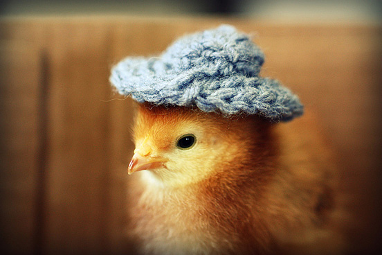 Cute Chickens