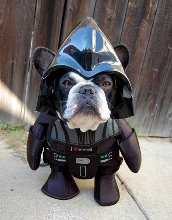 I am Your…Dog…