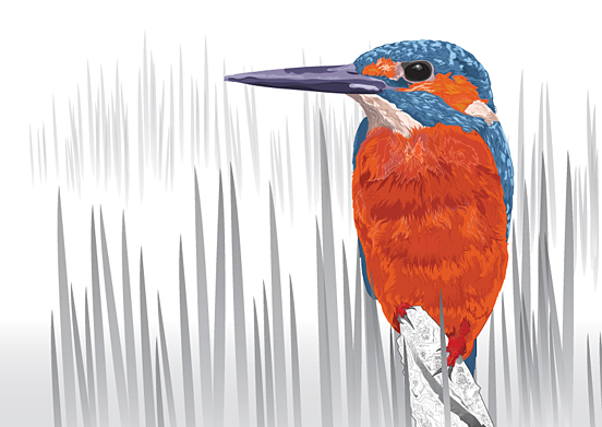 Kingfisher
