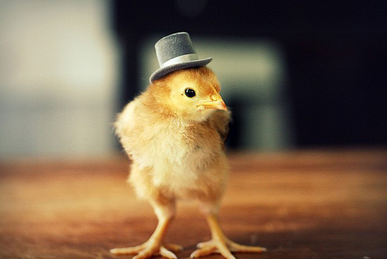 Baron Von Chickenpants