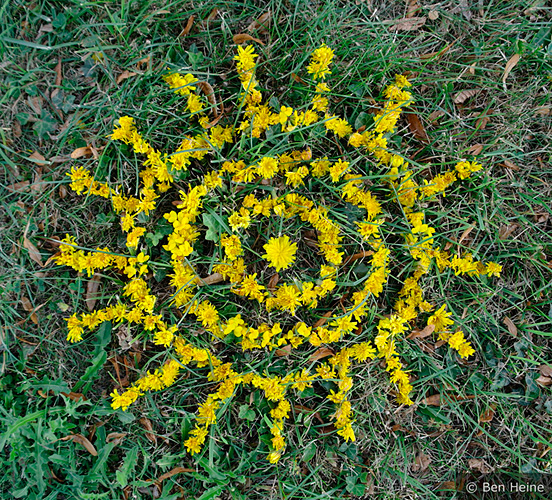 Abstract Composition with Yellow Flowers