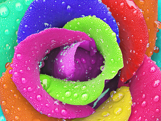 Photoshoped Rose
