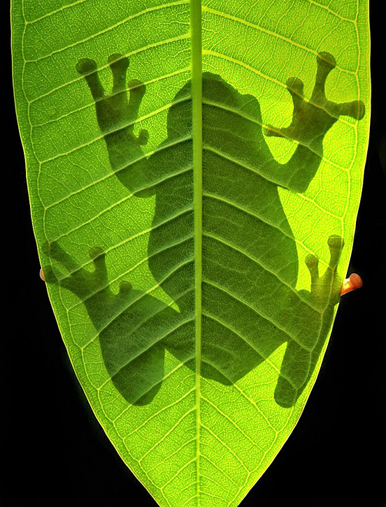 Of Light and Shadow