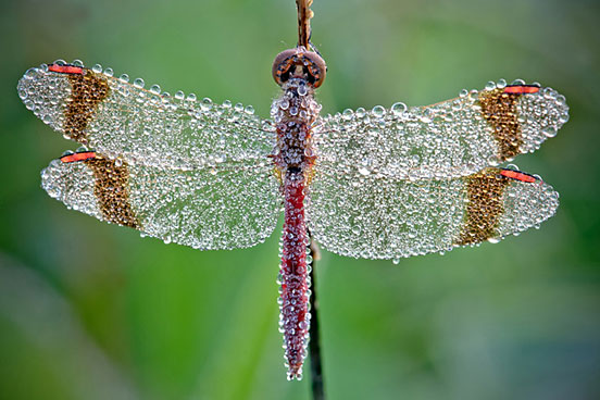 Dragonfly