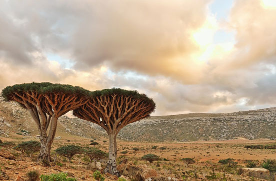 Dragonblood Trees