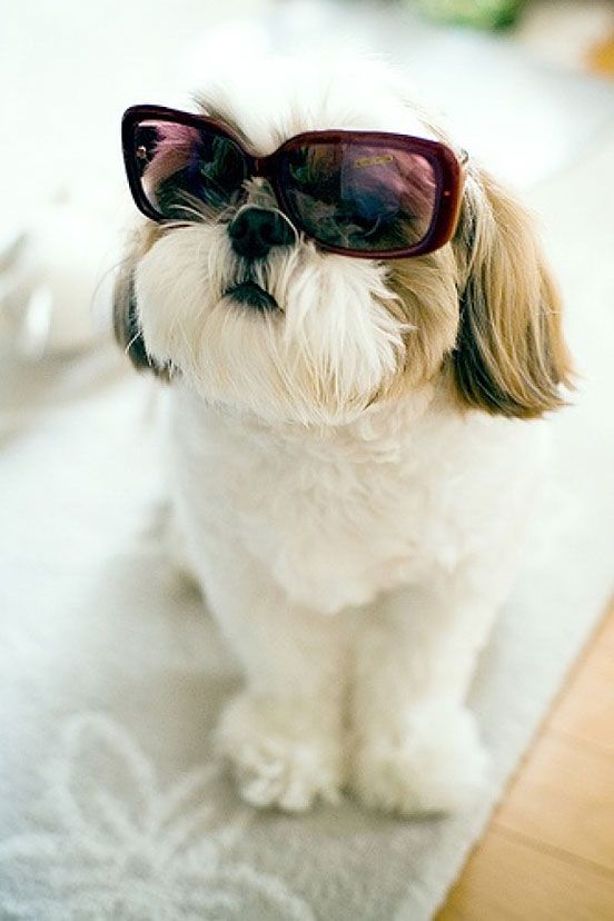 LOL! Shih Tzu In Sunglasses