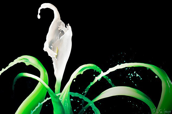 Water Calla Lily