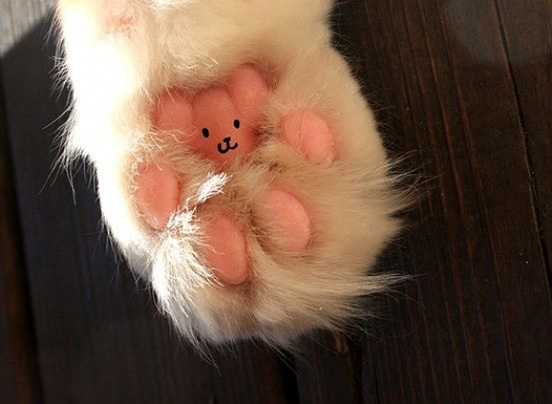 Bear On A Kitty Paw