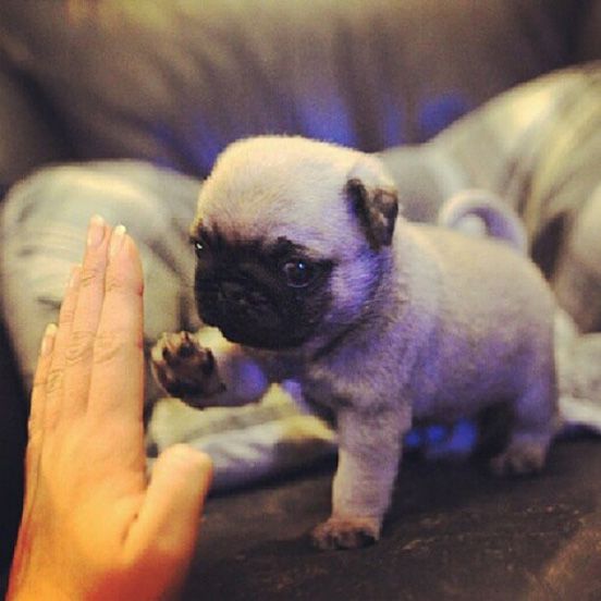 Pug Puppy Working On High-Five