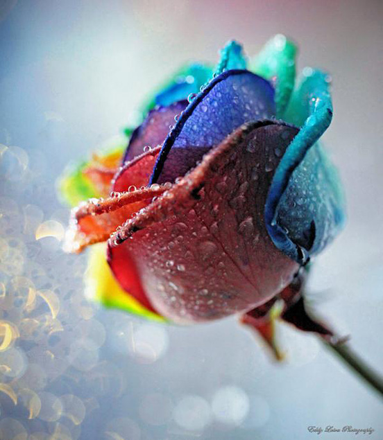 Rainbow Rose