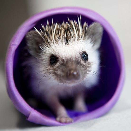 African Pygmy Hedgehog