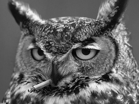 Creative Owl
