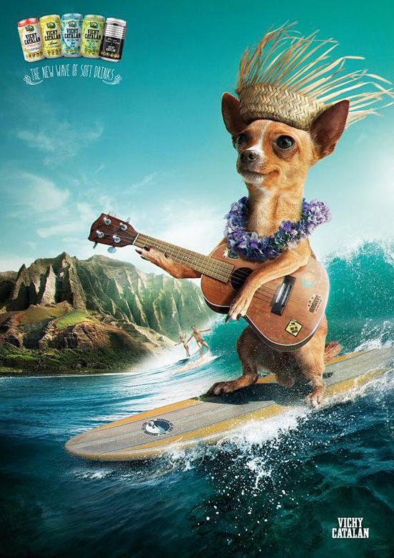Surfer Chihuahua