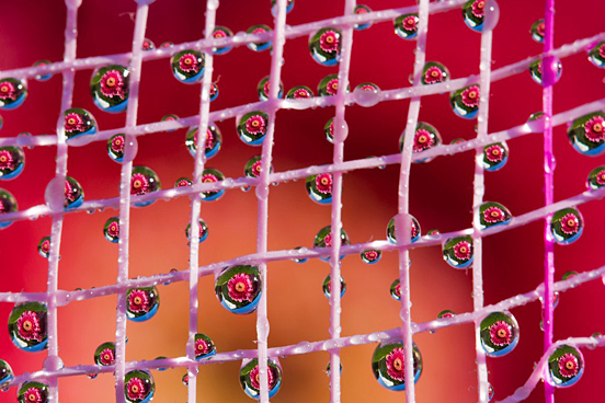 Flower in the Drops