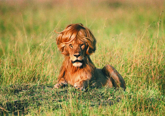 Lion