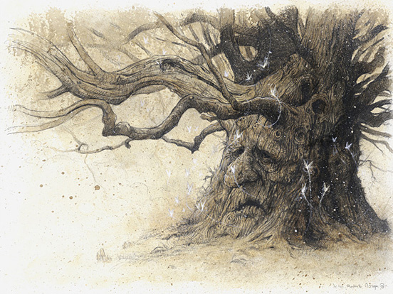Oak Shee