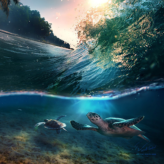 Tropical Paradise with Turtles