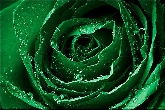 Happy 81 Saudi National Day