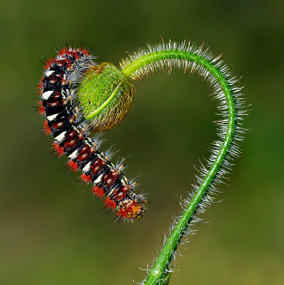 Ready to Love