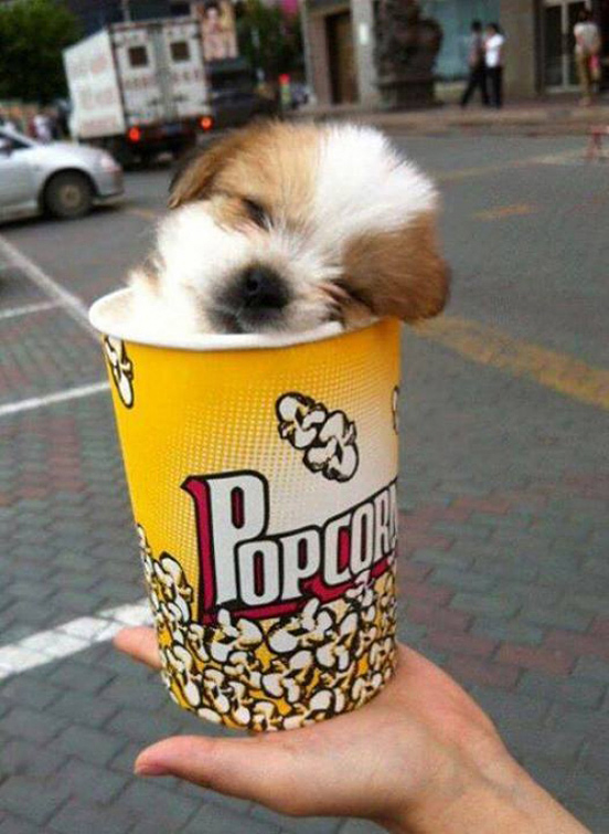 Pupcorn!