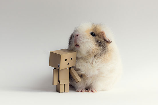 Danbo’s New Friend
