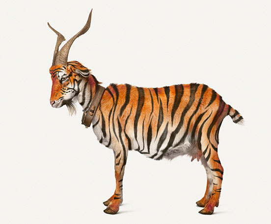 SAVE OUR TIGERS