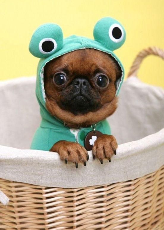Froggy Puppy