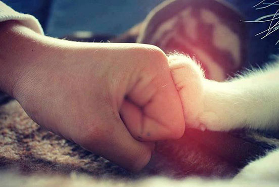 Give Me Paw