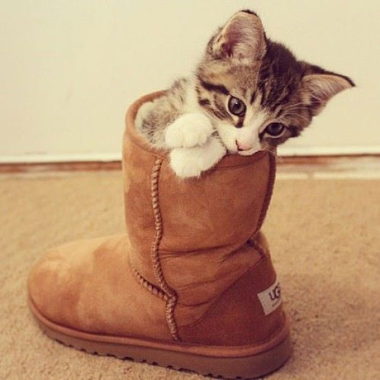 Puss In Boots
