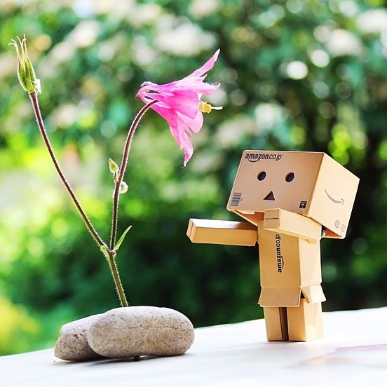 Fascinated Danbo