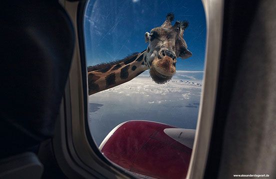 Born to Fly