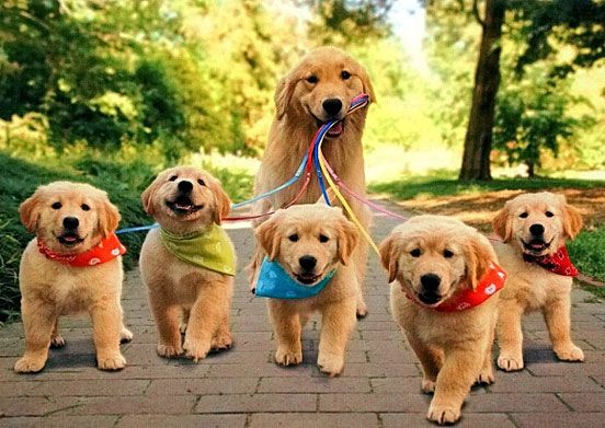 Taking The Kids For A Walk