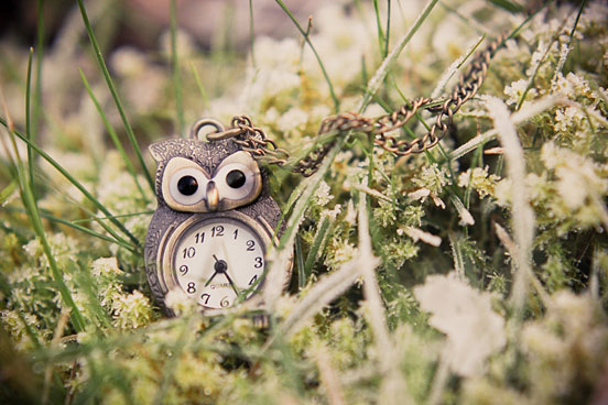 Frosty Owl
