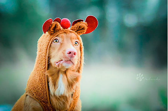 Tollerdeer