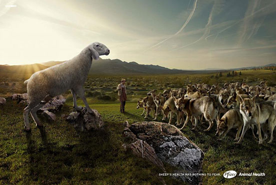 Sheep’s Health Has Nothing to Fear.