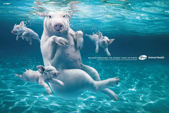 Swimming Swine