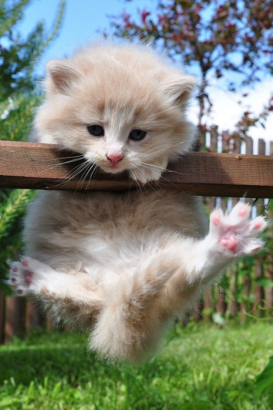 Grass Kitten Mobile Wall